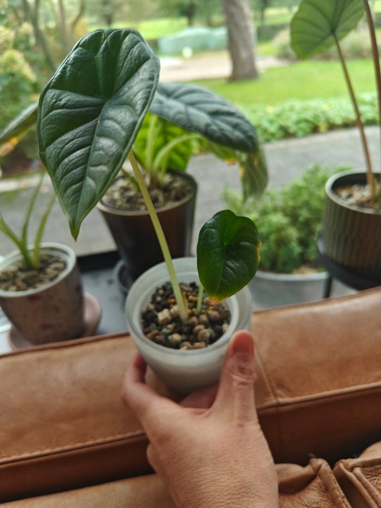 Alocasia brisma platinum, Huis en Inrichting, Ophalen, Overige soorten, Minder dan 100 cm, Volle zon