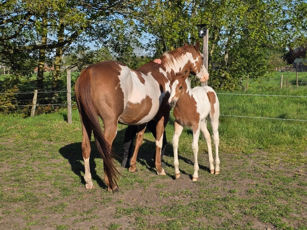 Veulen Apha, Dieren en Toebehoren, Paarden, Merrie, Westernpaard, 0 tot 2 jaar