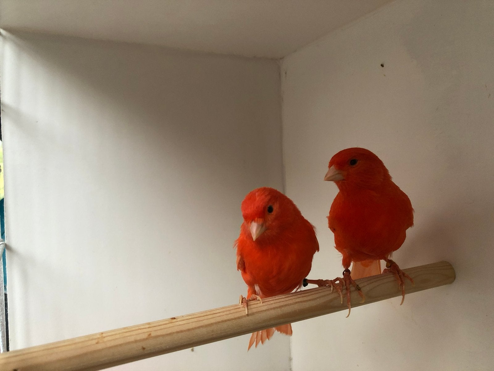 Canaris rouges, Animaux & Accessoires