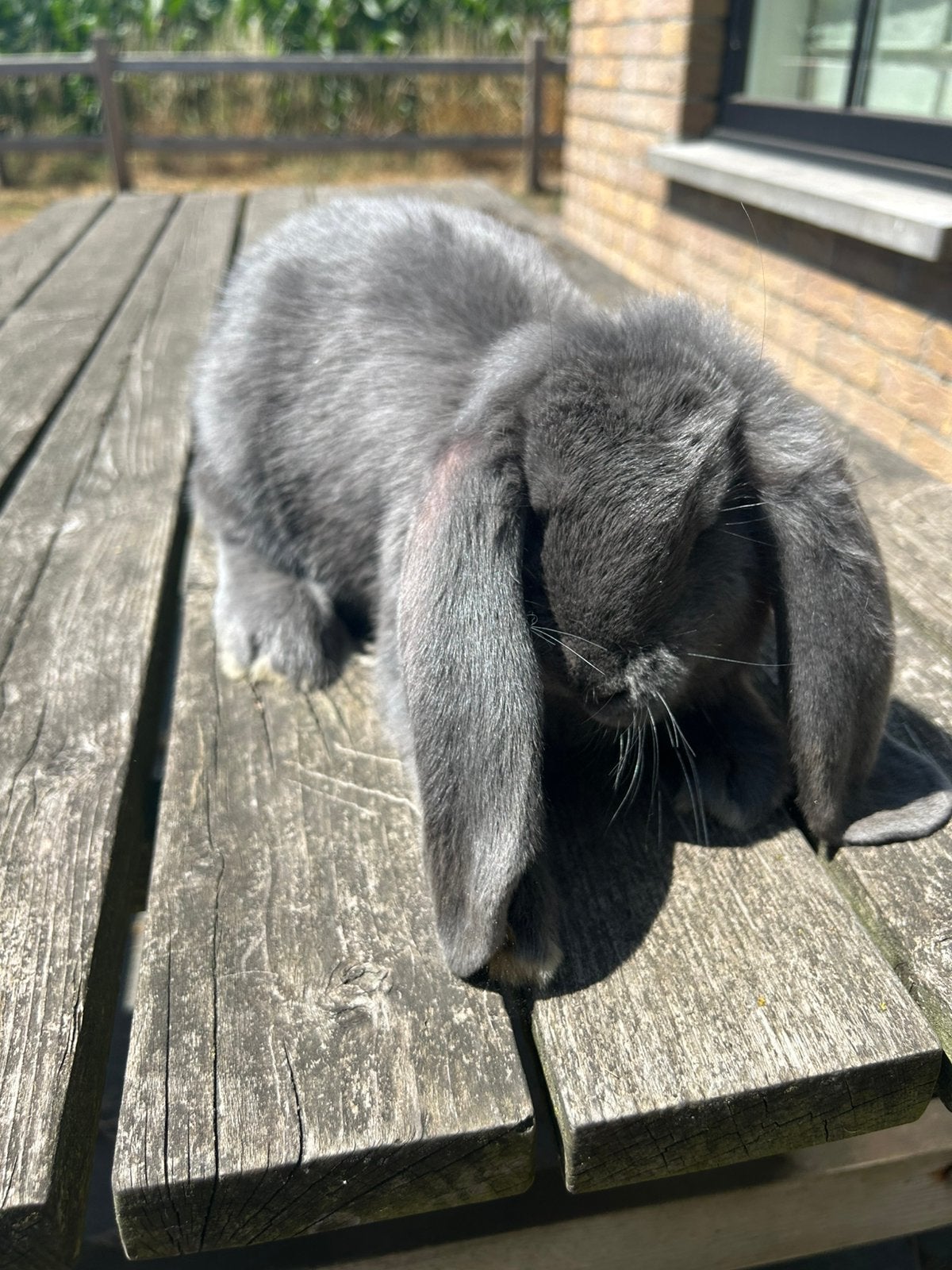 Franse hangoor, Dieren en Toebehoren, Meerdere dieren, Groot, Hangoor, 0 tot 2 jaar