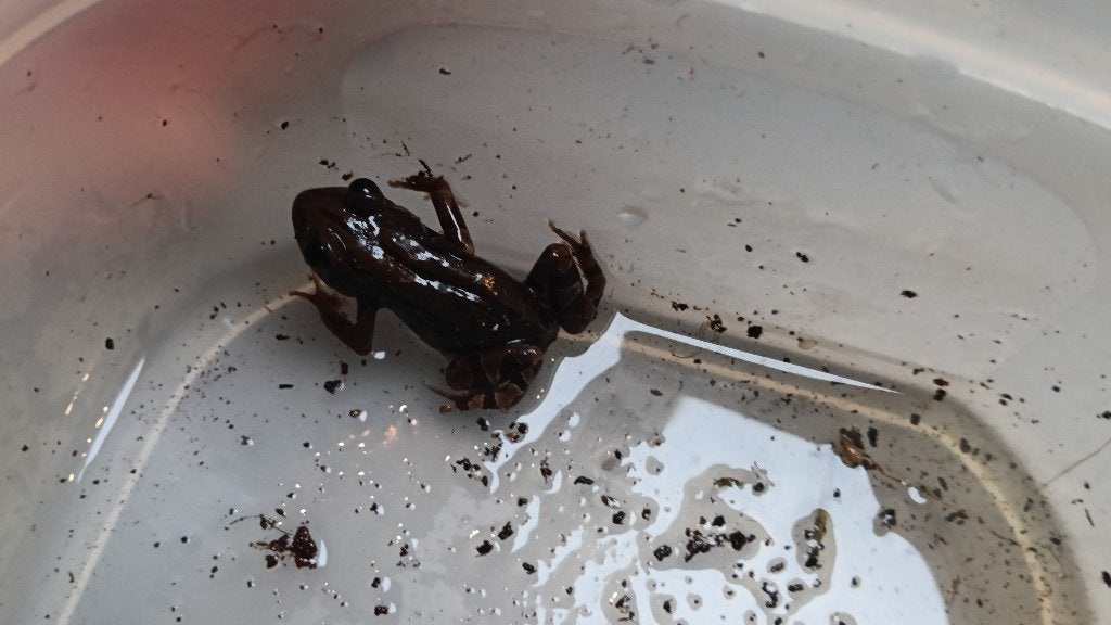 Tropische kikker, Dieren en Toebehoren