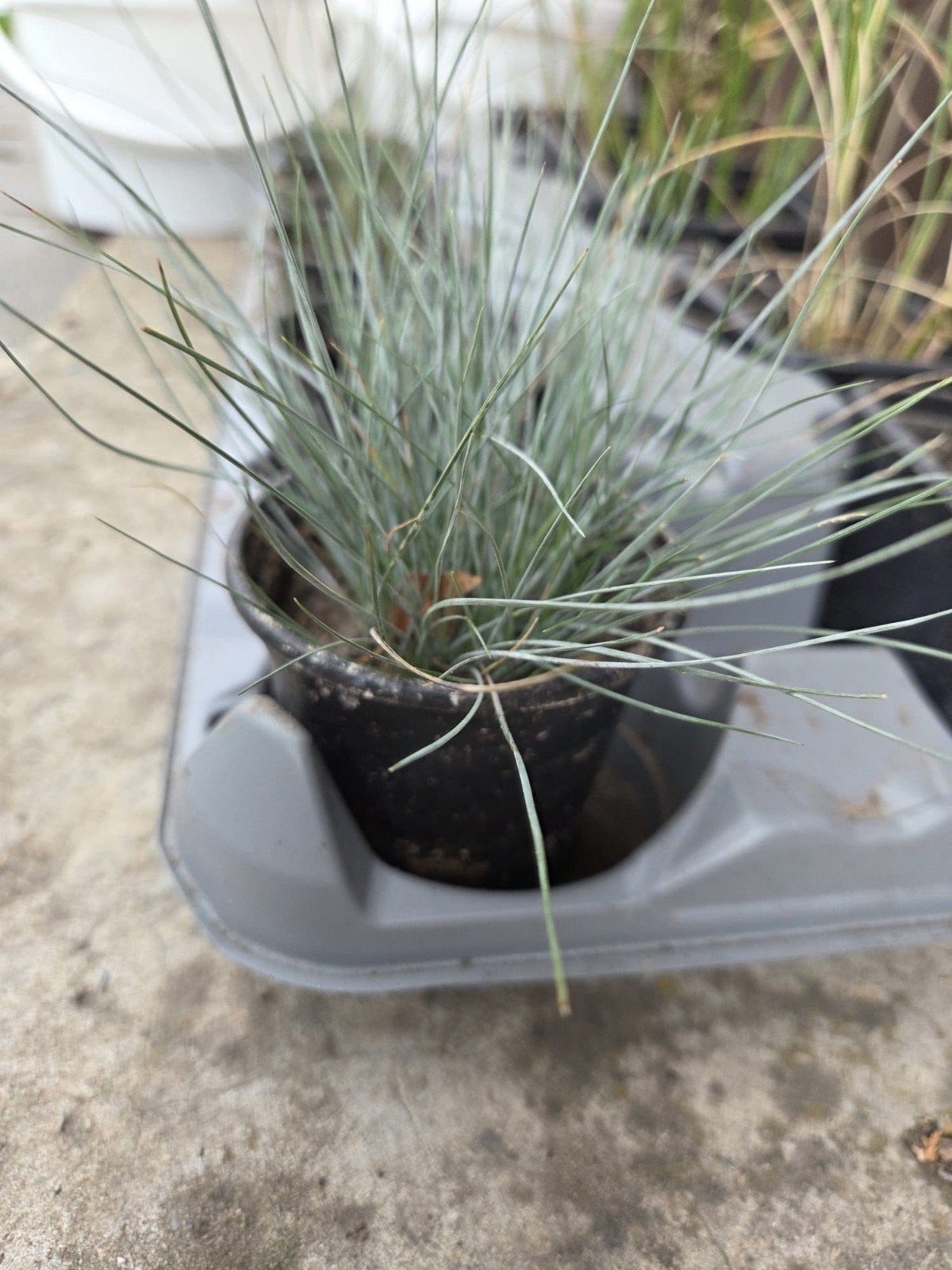 Siergras stekjes, Ophalen, Vaste plant, Siergrassen, Halfschaduw