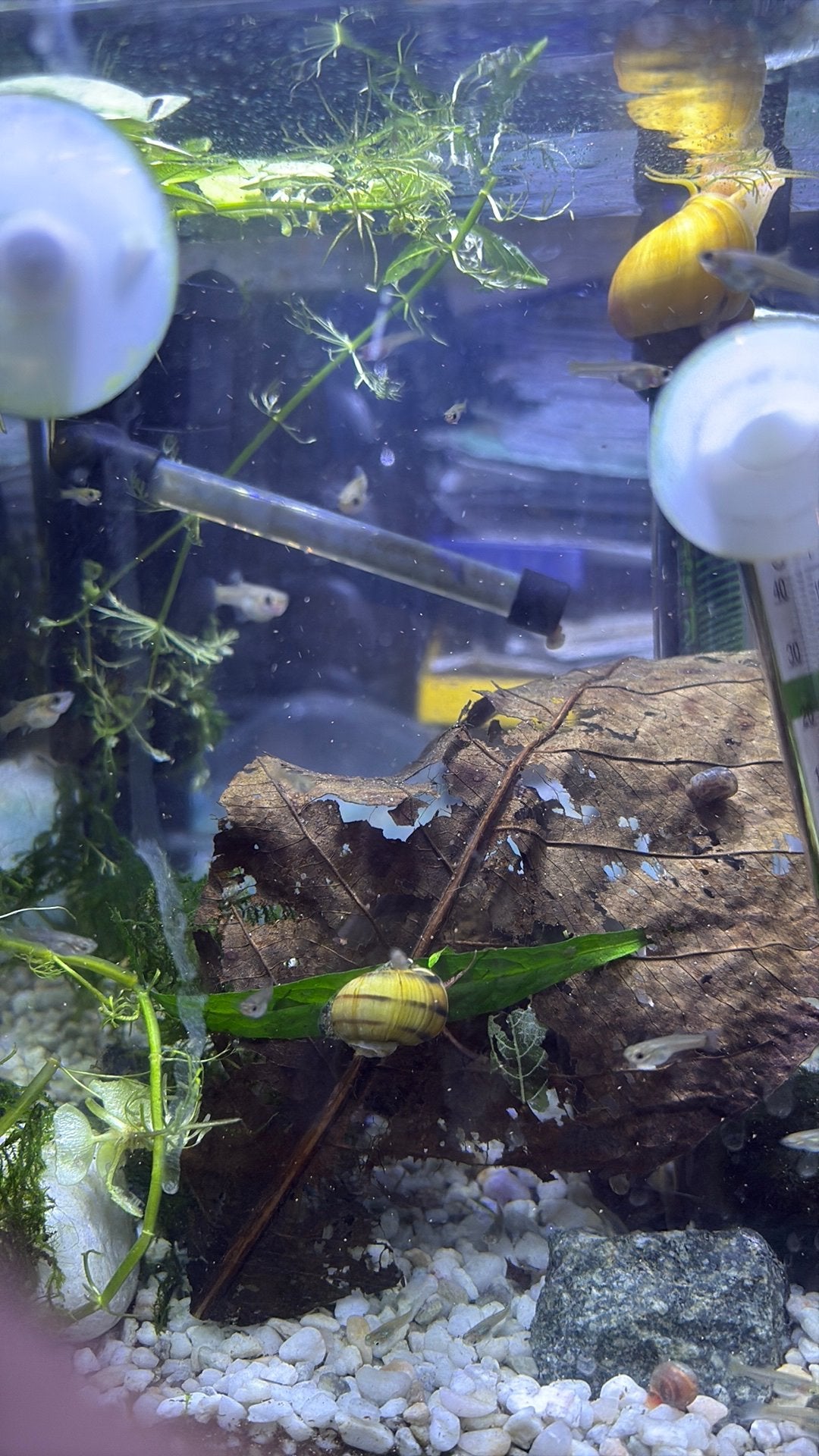 Endlers (mini guppies), Dieren en Toebehoren, Vissen | Aquariumvissen