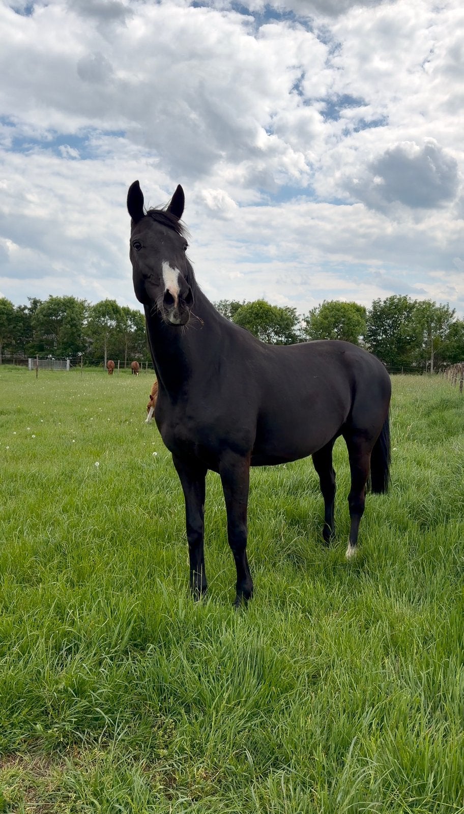Drachtige dressuur fokmerrie te koop, Cheval de dressage, 11 ans ou plus, Avec pedigree, 160 à 165 cm