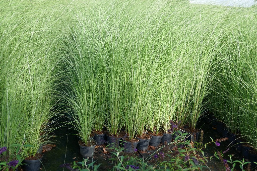 Graminée - Miscanthus gracillimus, Enlèvement, Haie