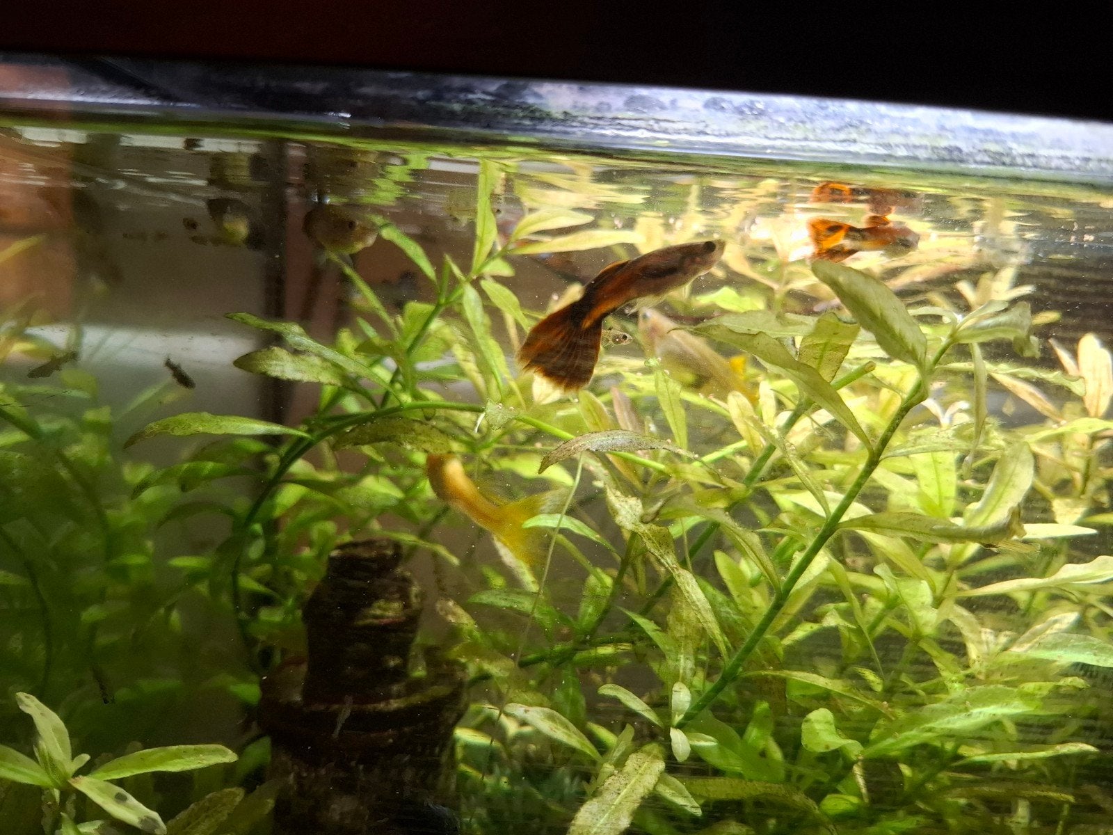 4 guppies, Dieren en Toebehoren, Vis, Zoetwatervis, Schoolvis