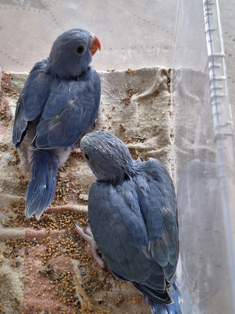 Te koop jonge halsbandparkieten, Dieren en Toebehoren, Vogels | Parkieten en Papegaaien, Geslacht onbekend