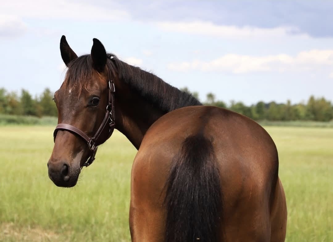 kwpn hengst, Met stamboom, Dressuurpaard, 0 tot 2 jaar, Hengst