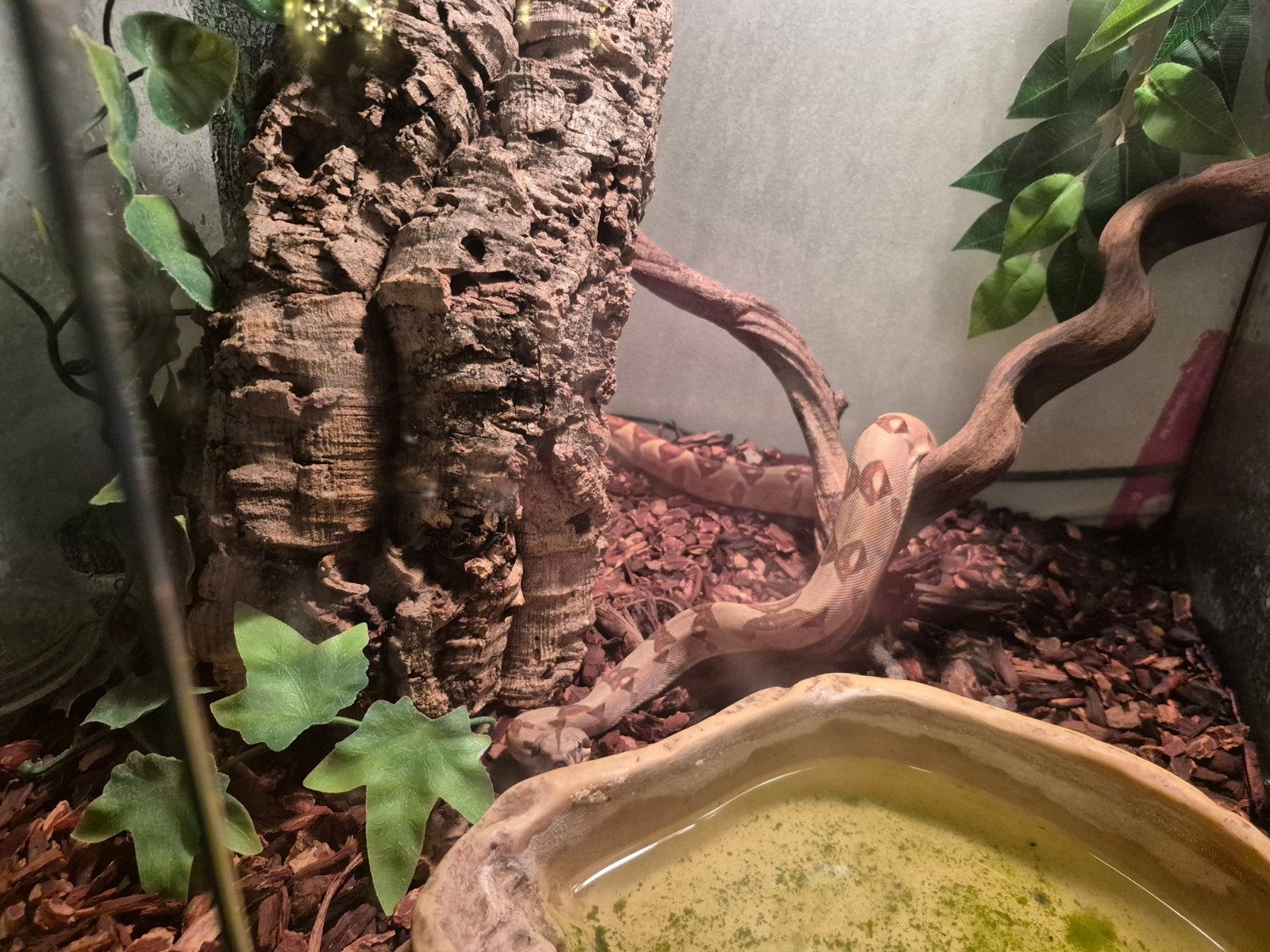 boa slang