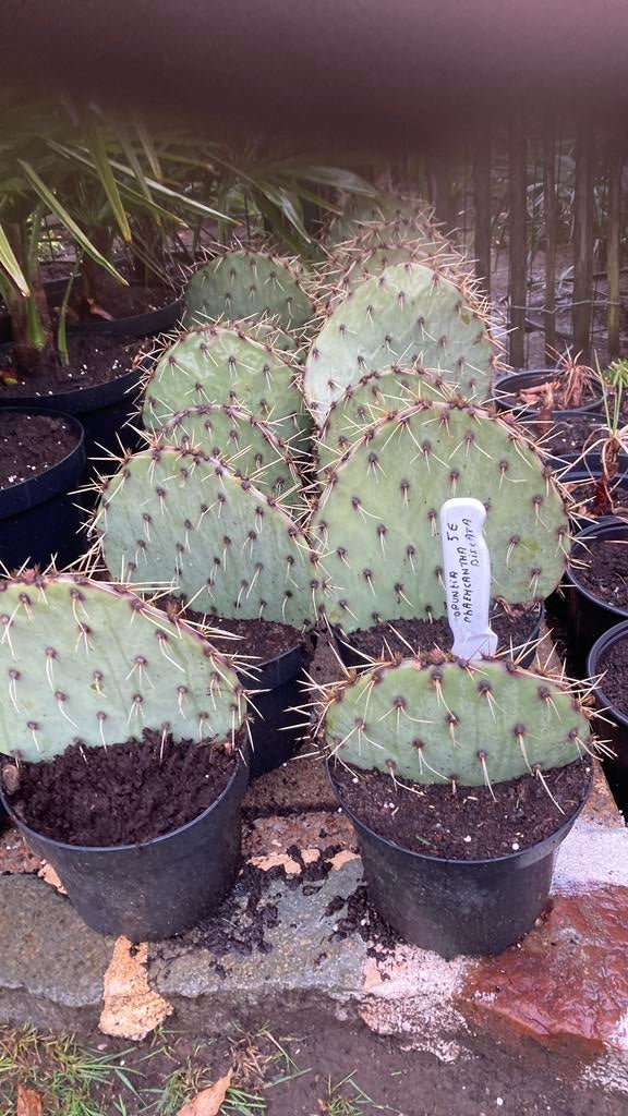 Opuntia phaemcantha , zeer winterharde cactus, Ophalen