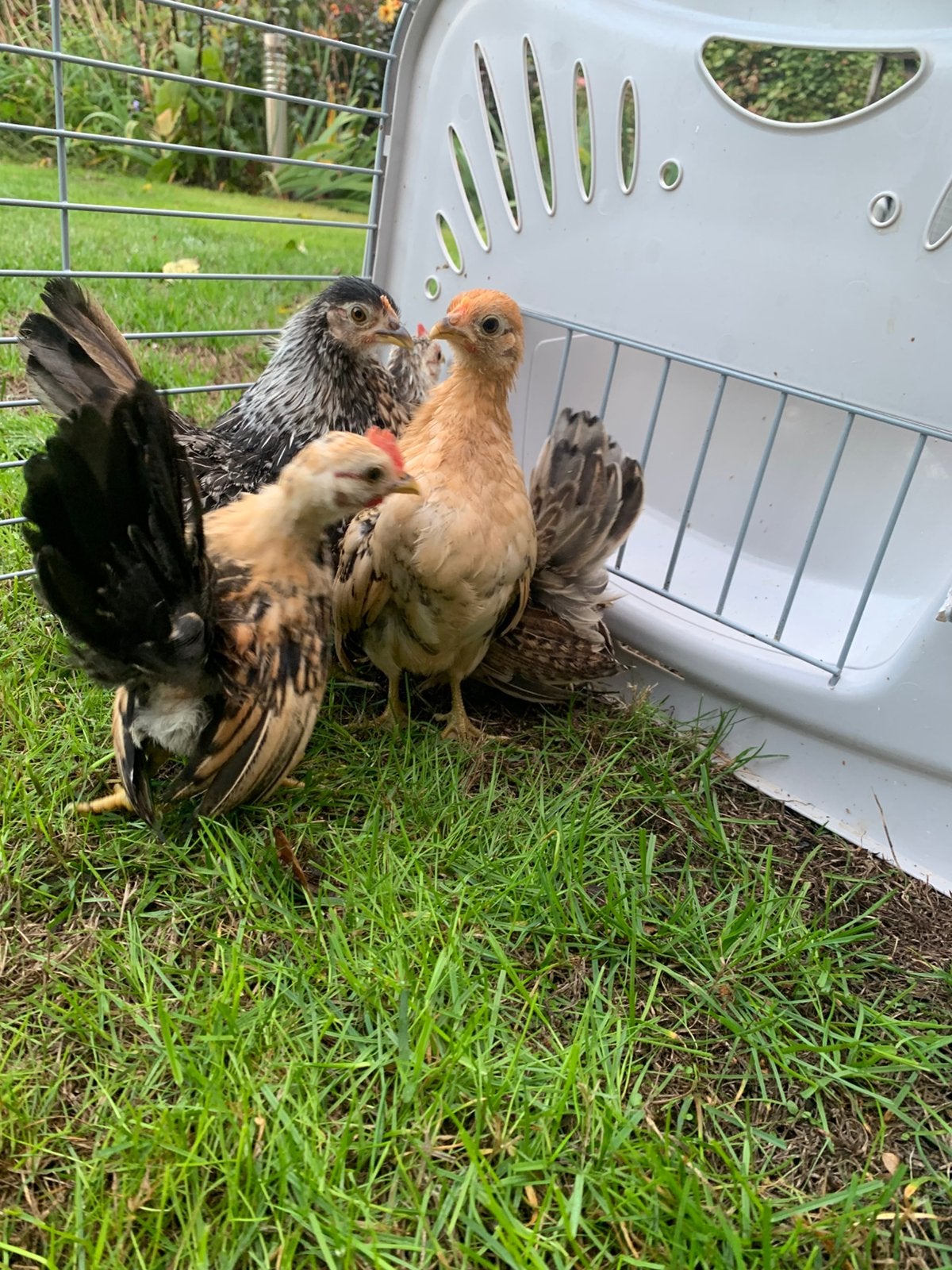Poulets Serama de race pure, voiture a à petite, b, Animaux & Accessoires, Poule ou poulet