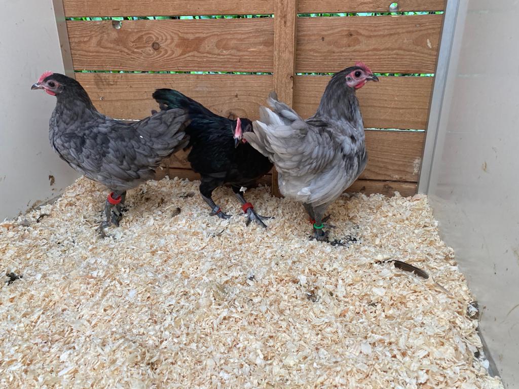 3 australorp kriel haantjes