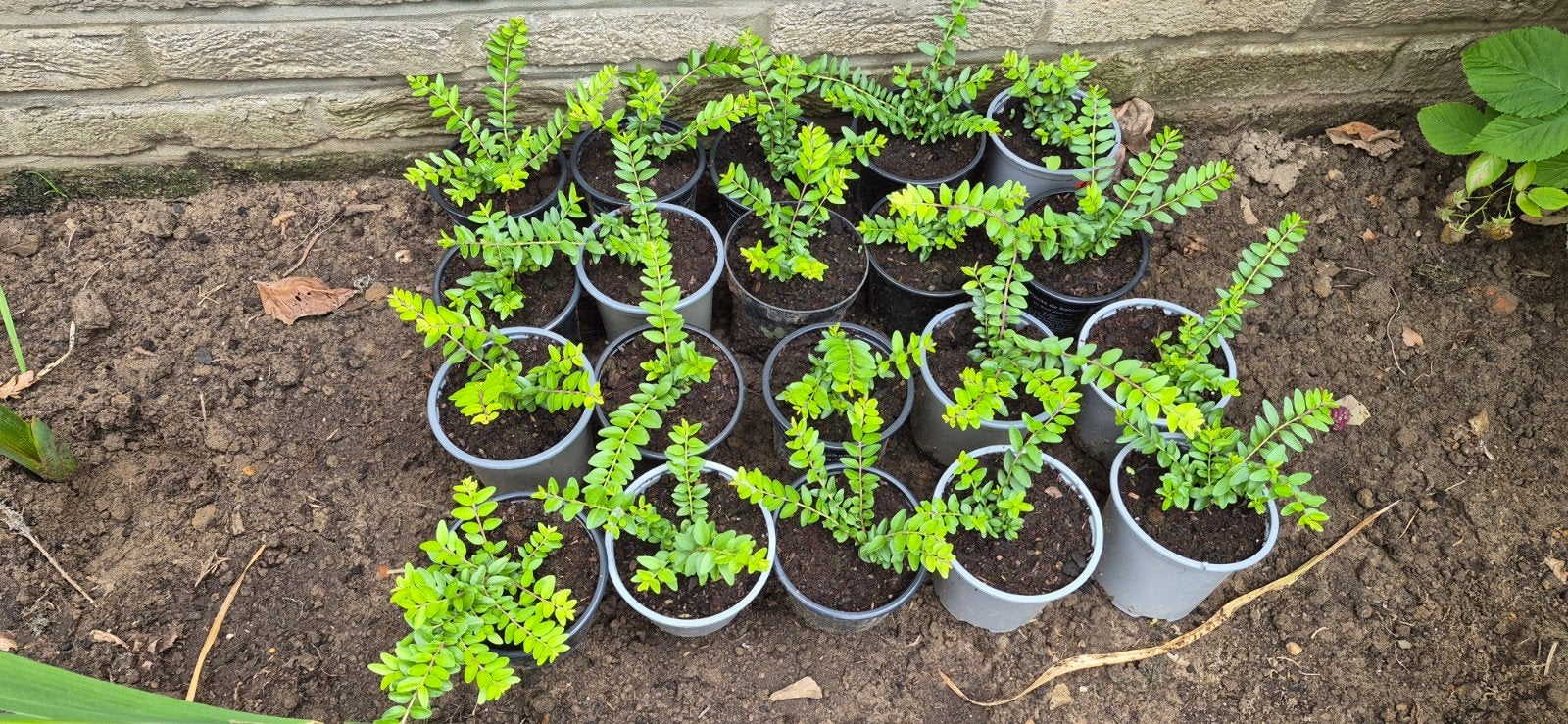 90 Lonicera planten, Ophalen