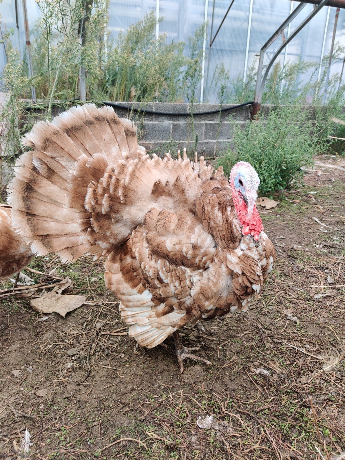 Rode Ardenner haan van dit jaar, Dieren en Toebehoren, Mannelijk, Kalkoen