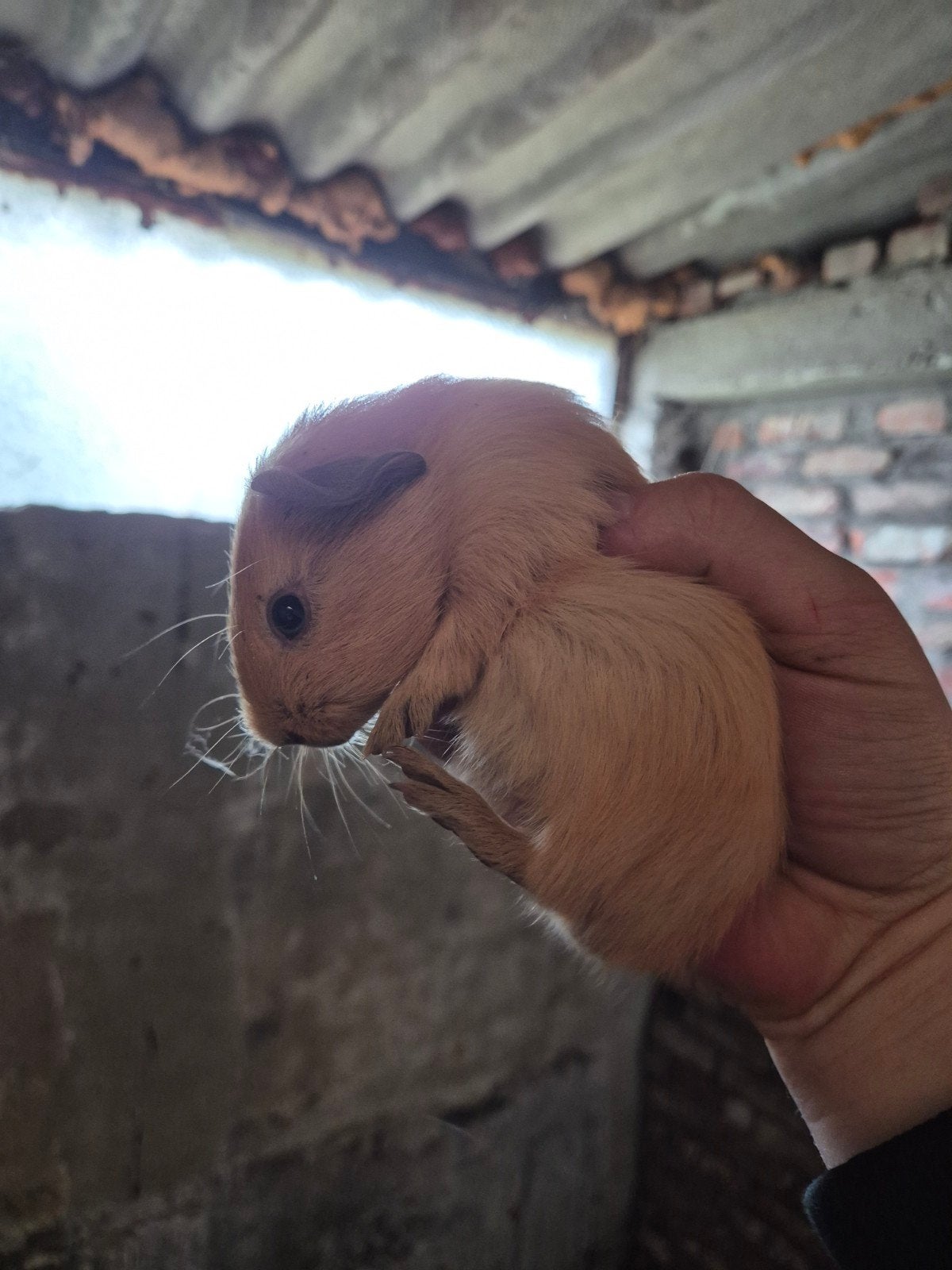 Cavia beertjes, Dieren en Toebehoren, Mei, Mannelijk, Cavia