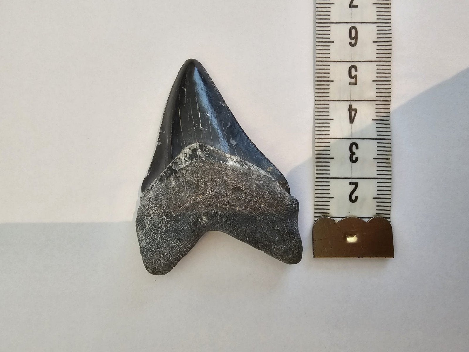 otodus megalodon, Ophalen of Verzenden