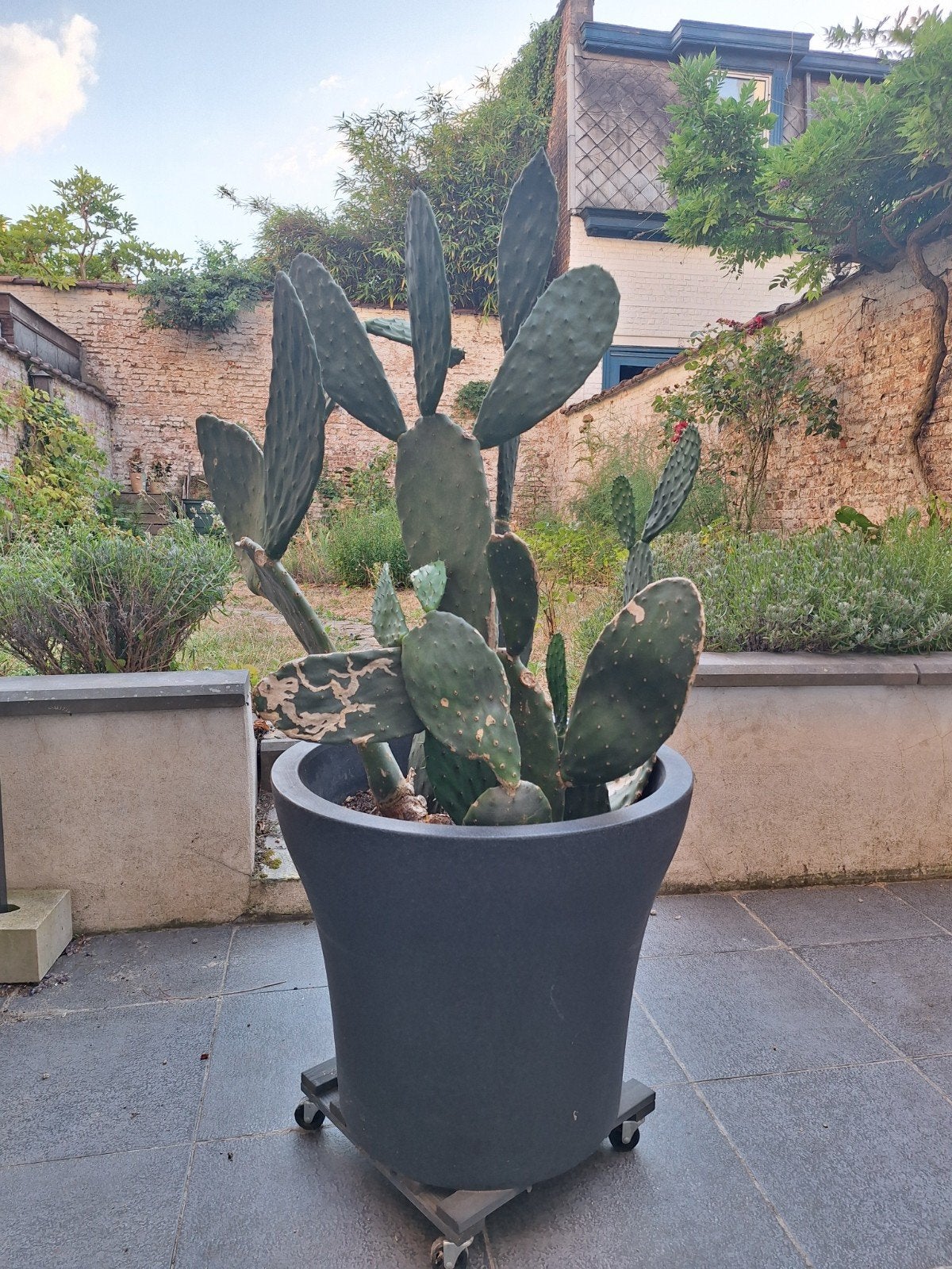 reuzencactus, kamerplant, Tuin en Terras, Ophalen