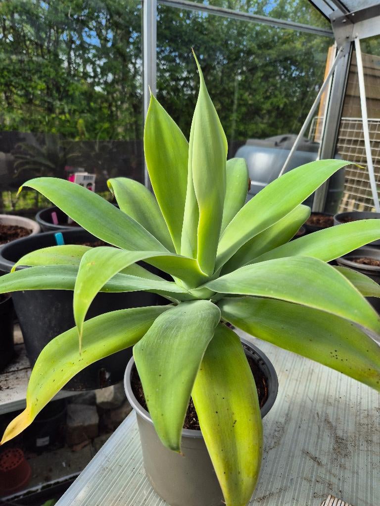 Agave attenuata, Enlèvement, Plante fixe, Autres espèces