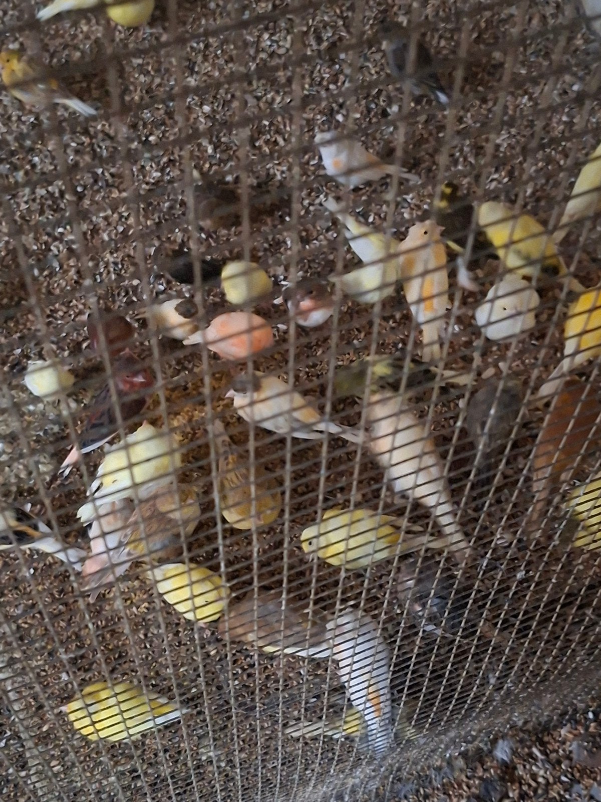 kanaries  geel  geelbonte   en groenbonte  15euro stuk, Dieren en Toebehoren
