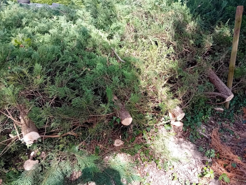 Bois à donner - Sapin pour paillage ou autre (env 20 sapins), Enlèvement, Autres essences de bois, Troncs d'arbres