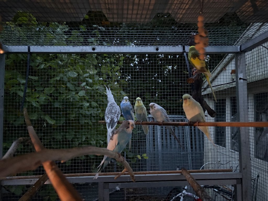 Grasparkieten en valkparkiet, Dieren en Toebehoren, Meerdere dieren, Parkiet