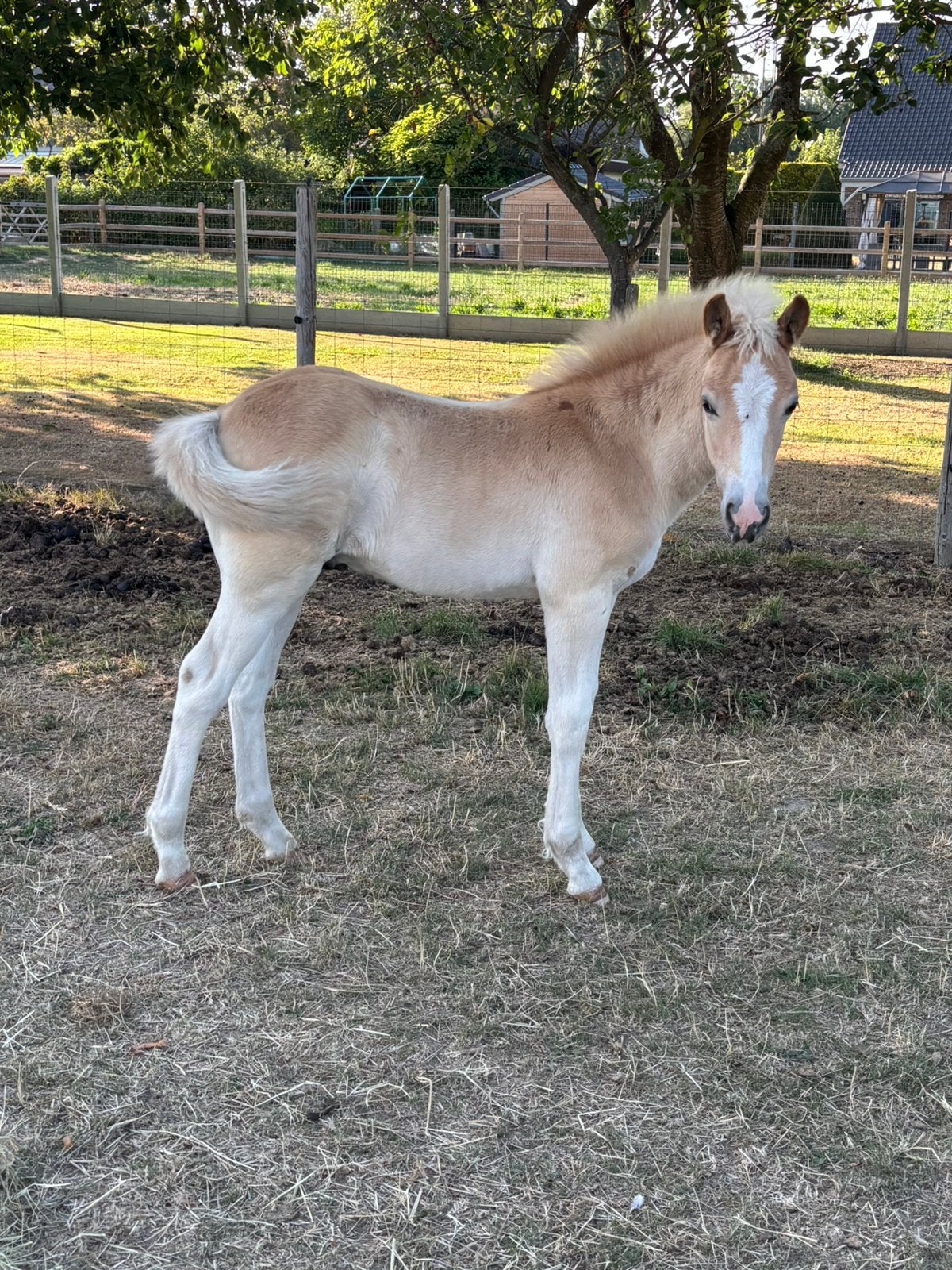 Haflinger hengstenveulen, Étalon, 0 à 2 ans