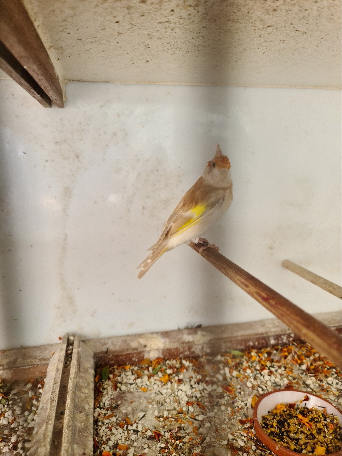 putters vogels, Animaux & Accessoires, Oiseaux | Oiseaux Autre, Femelle, Oiseau chanteur sauvage, Bagué