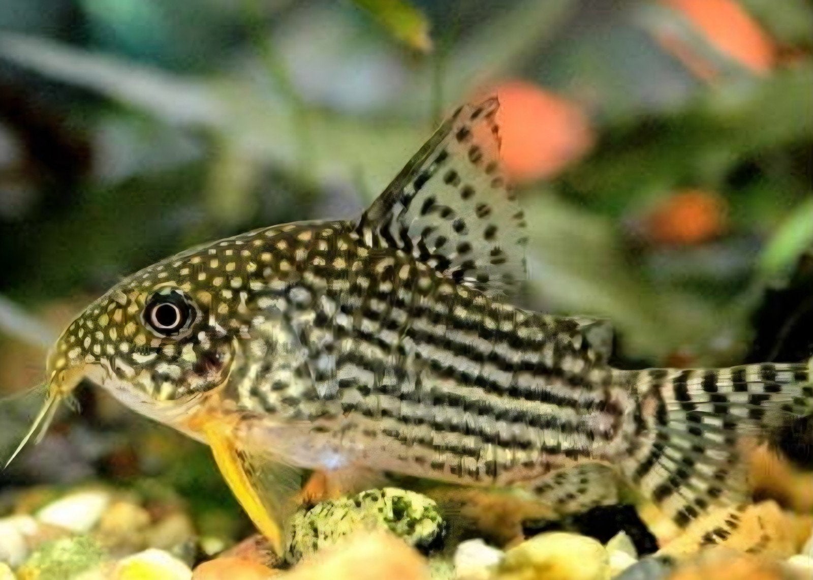 Corydoras Sterbai, Vis, Zoetwatervis