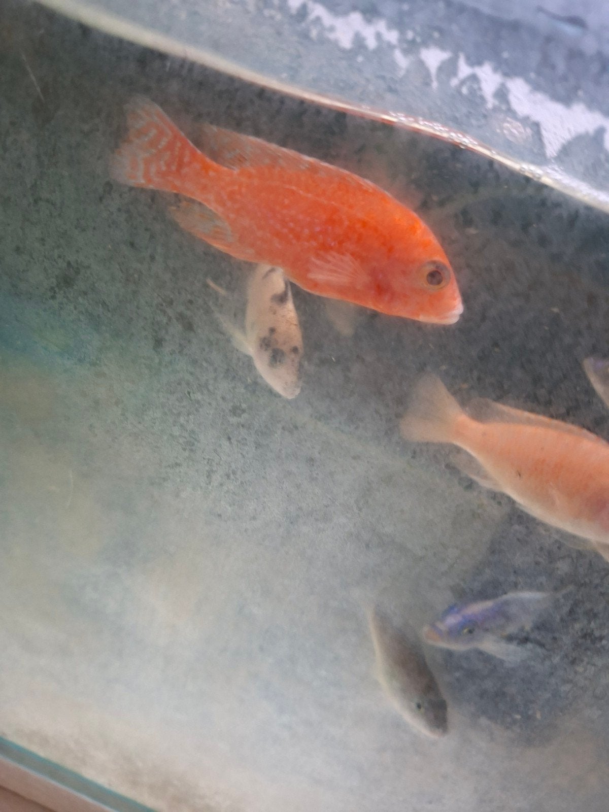 Cichlides malawi aulonocara red dragôn, Animaux & Accessoires