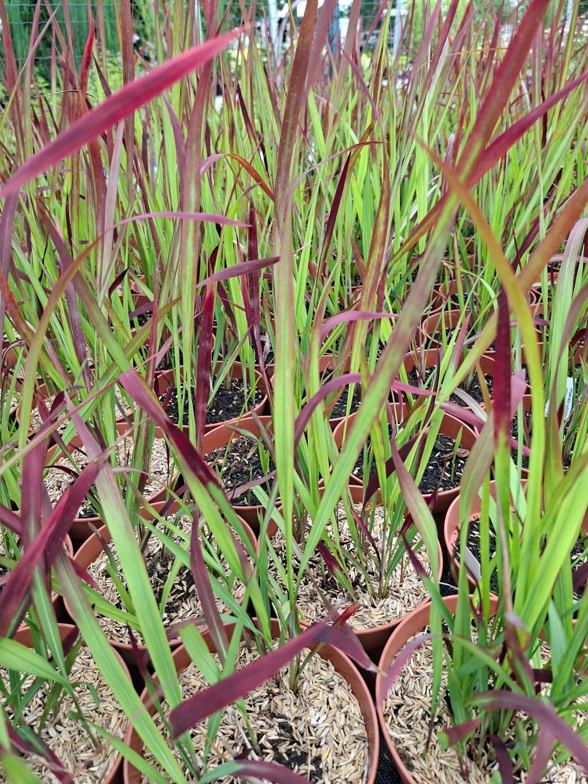 Japans bloedgras, Tuin en Terras, Planten | Tuinplanten, Ophalen