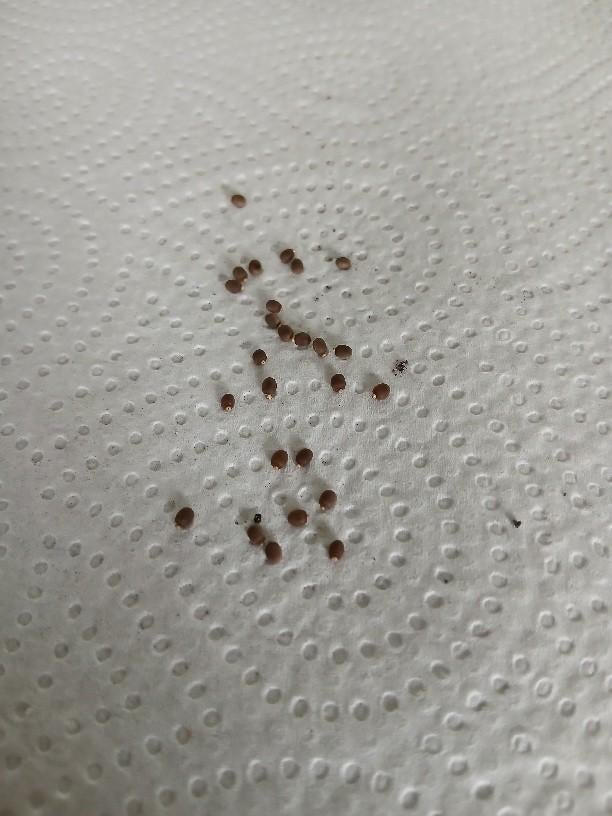 Indische wandelende tak eitjes, Dieren en Toebehoren, Insecten en Spinnen, Wandelende tak