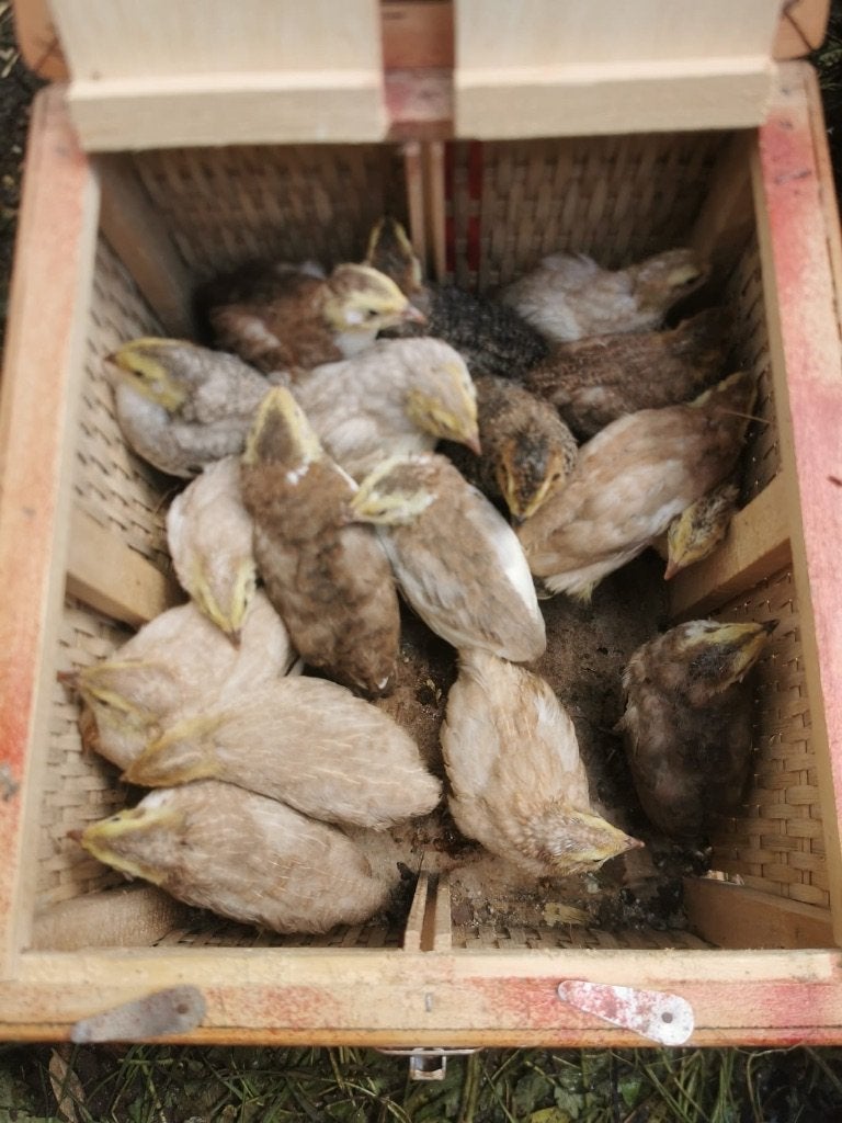 Celadon Japanse kwartels, Dieren en Toebehoren, Geslacht onbekend, Overige soorten