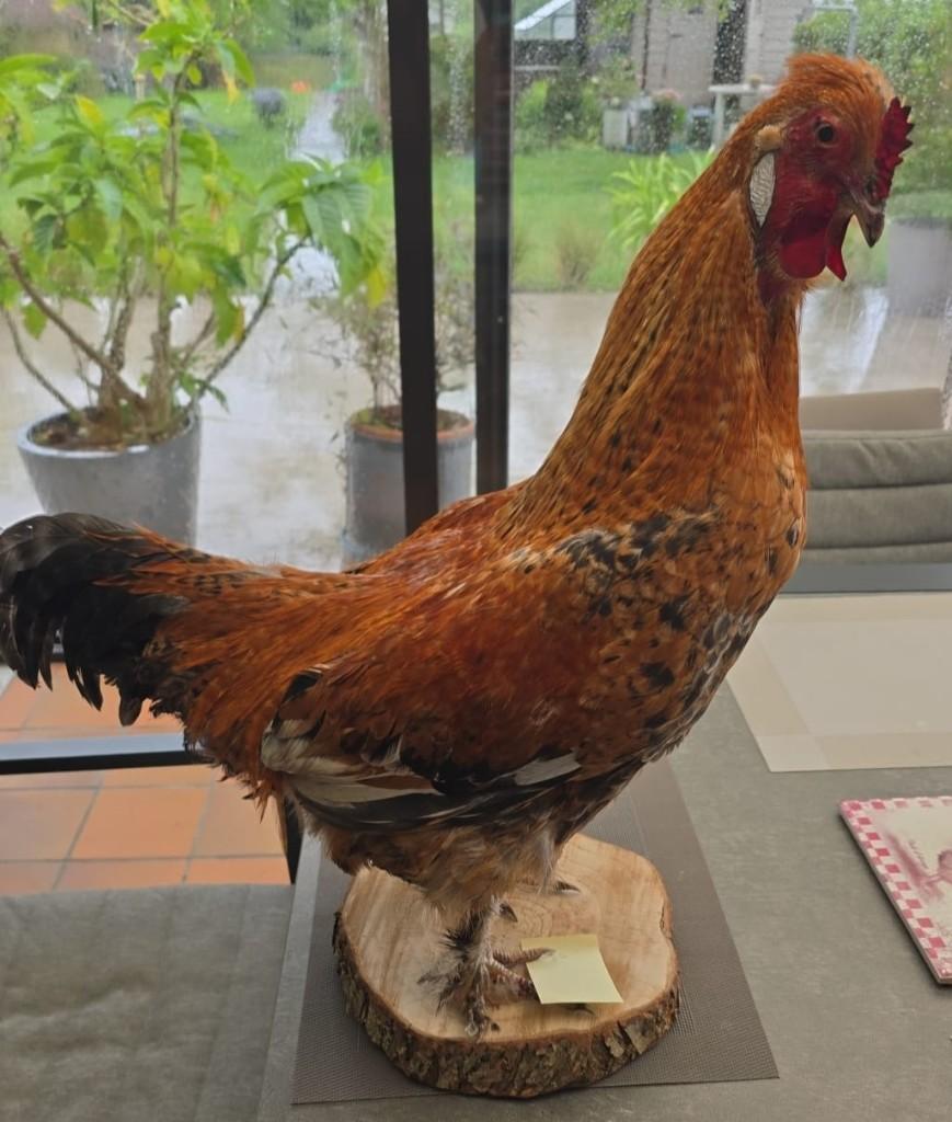 Opgezette dieren en vogels: nieuw, Enlèvement ou Envoi, Neuf, Animal de ferme, Animal empaillé