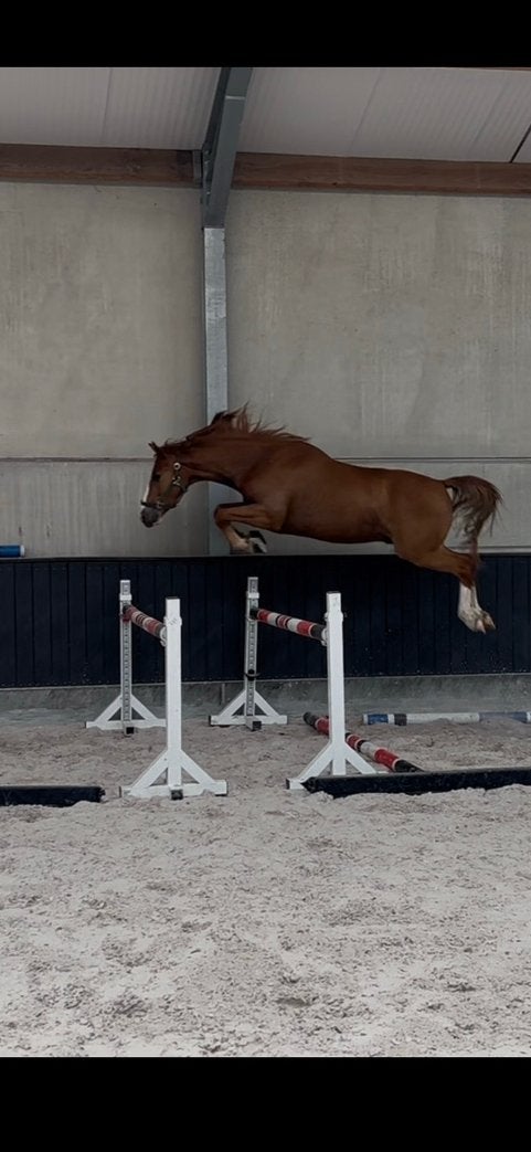 Driejarig springpaard, Hongre, Ne s'applique pas, Cheval de saut, 3 à 6 ans