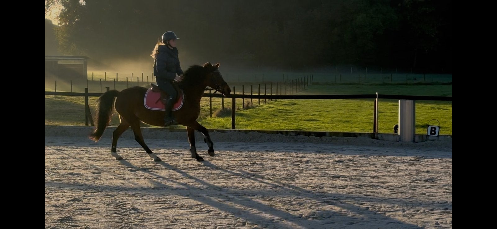 Doodbrave C pony allround