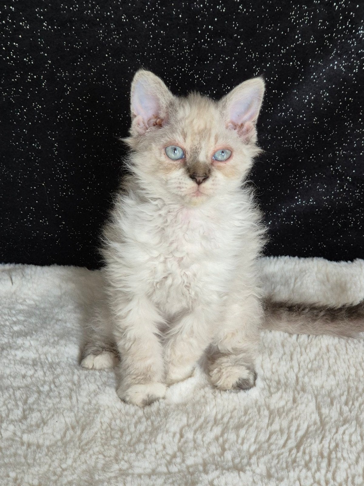 Selkirk Rex, Animaux & Accessoires, Chats & Chatons | Chats de race | Poil long, Chat, Avec pedigree, 0 à 2 ans