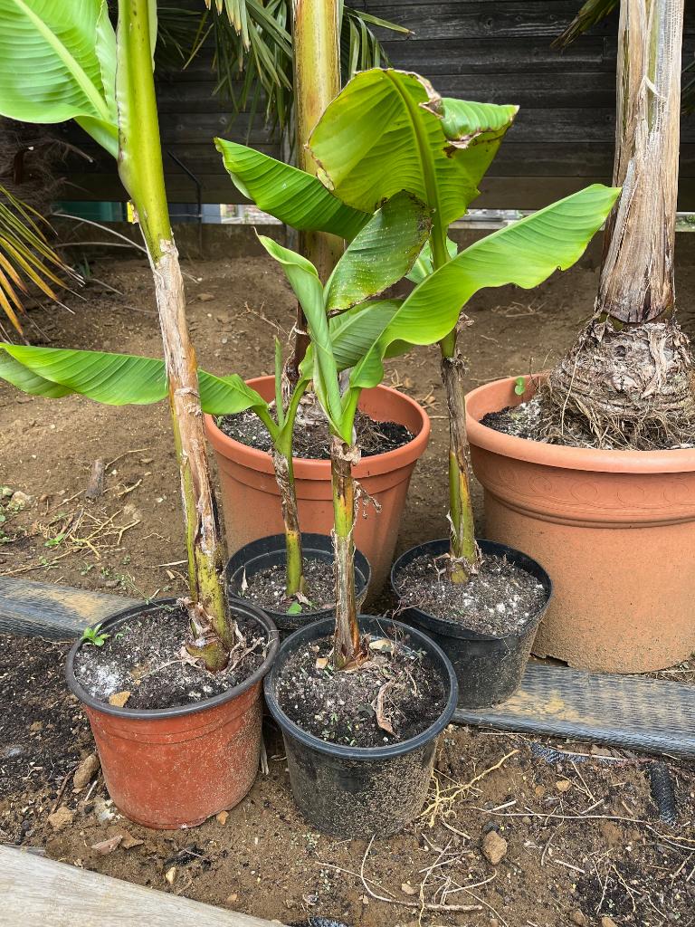 Banaan Musa basjo zijn winterhard, Tuin en Terras, Ophalen, Vaste plant, Halfschaduw