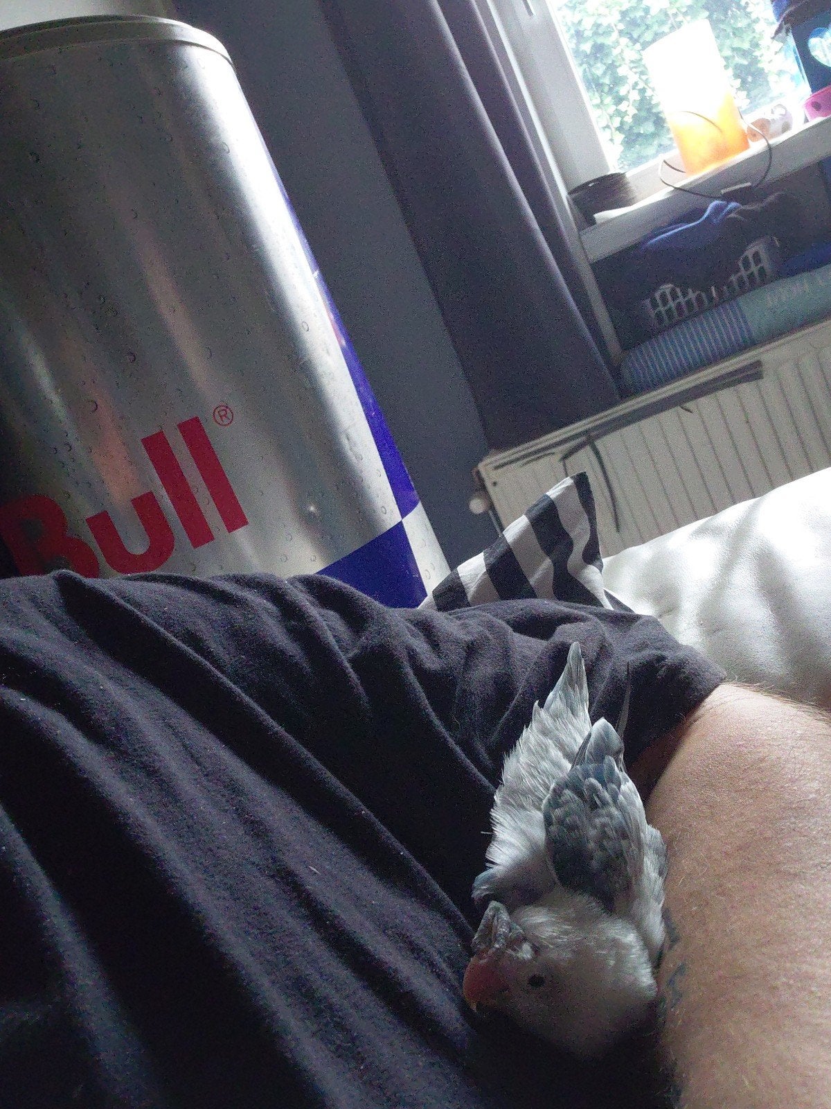 superhandtamme dwergpapegaaitje te koop, Dieren en Toebehoren, Mannelijk