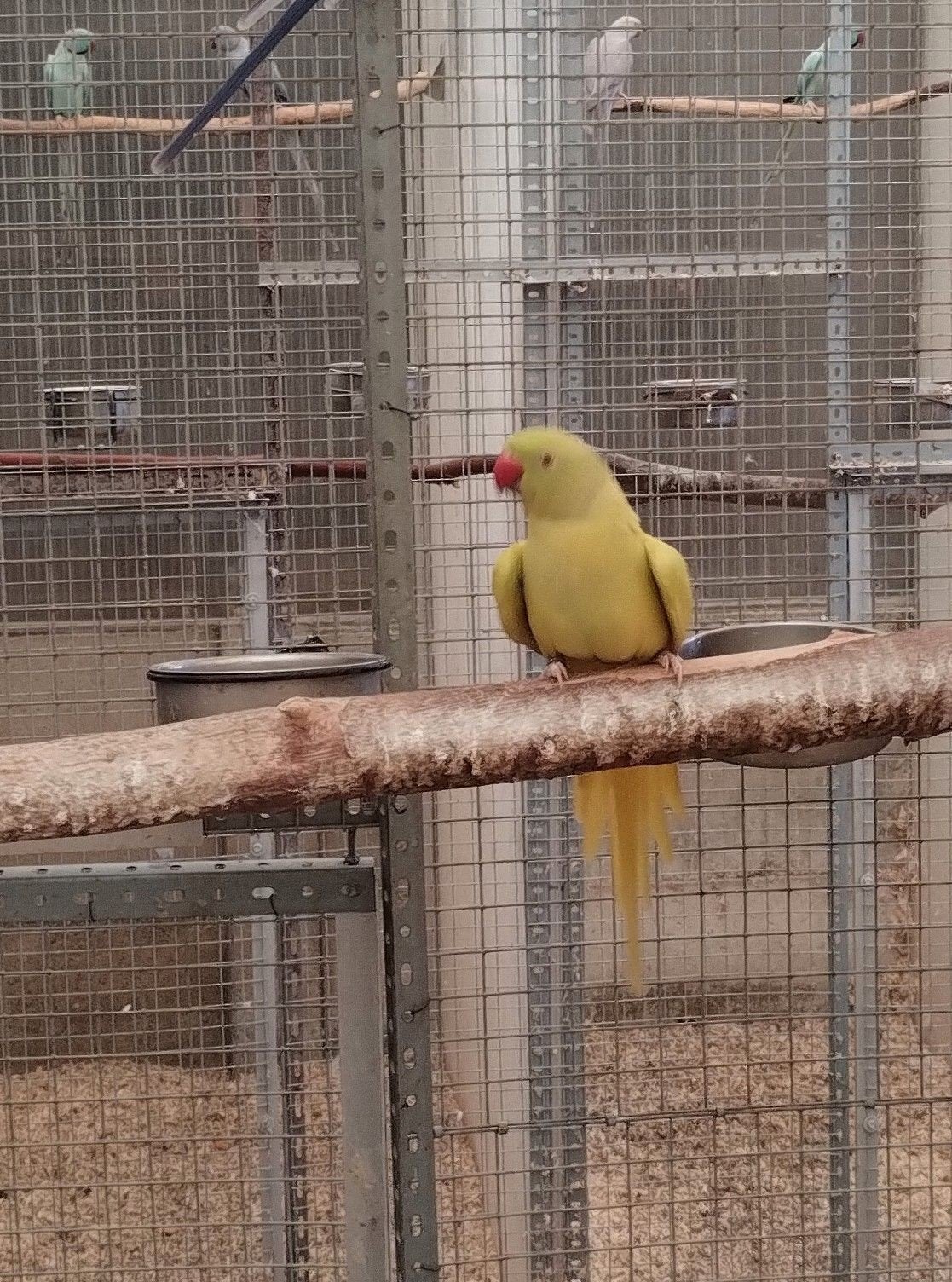 très bonne reproduction sur la fourrure dominante d'opaline