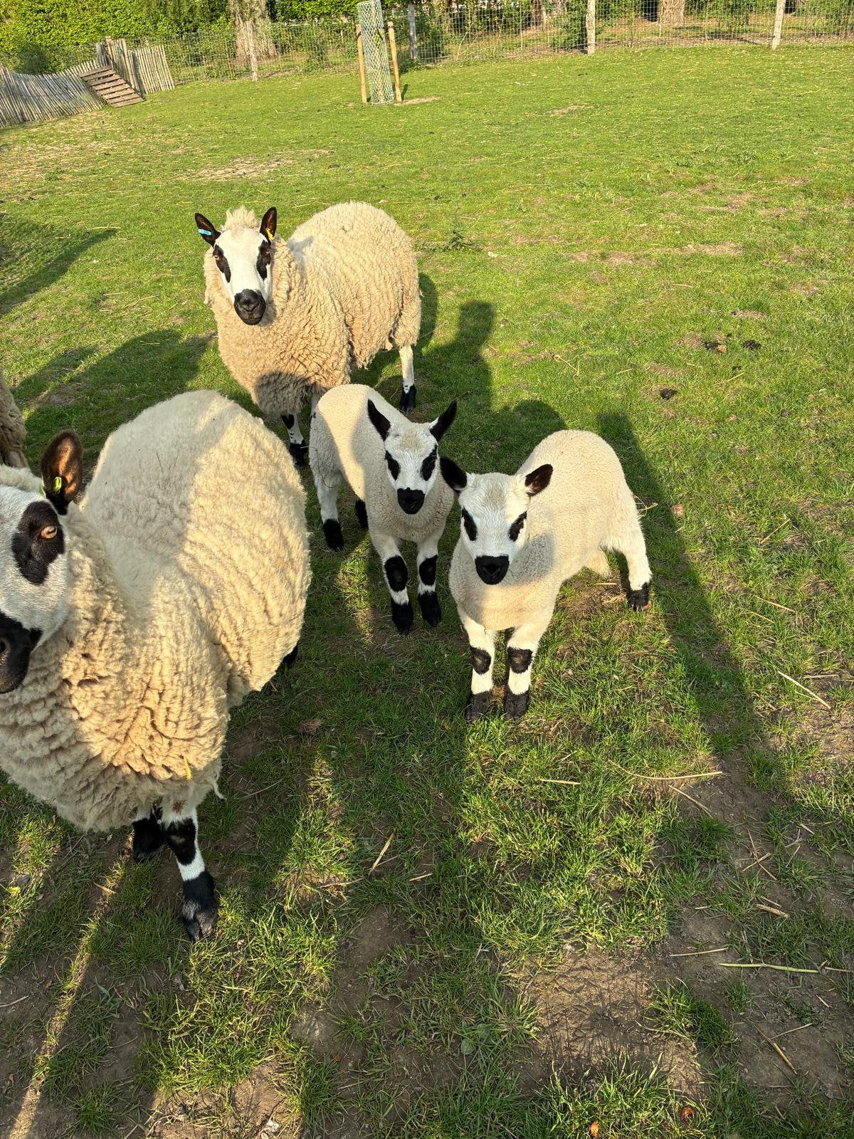Kerry Hill ramlammeren, Dieren en Toebehoren, Mannelijk, Schaap, 0 tot 2 jaar