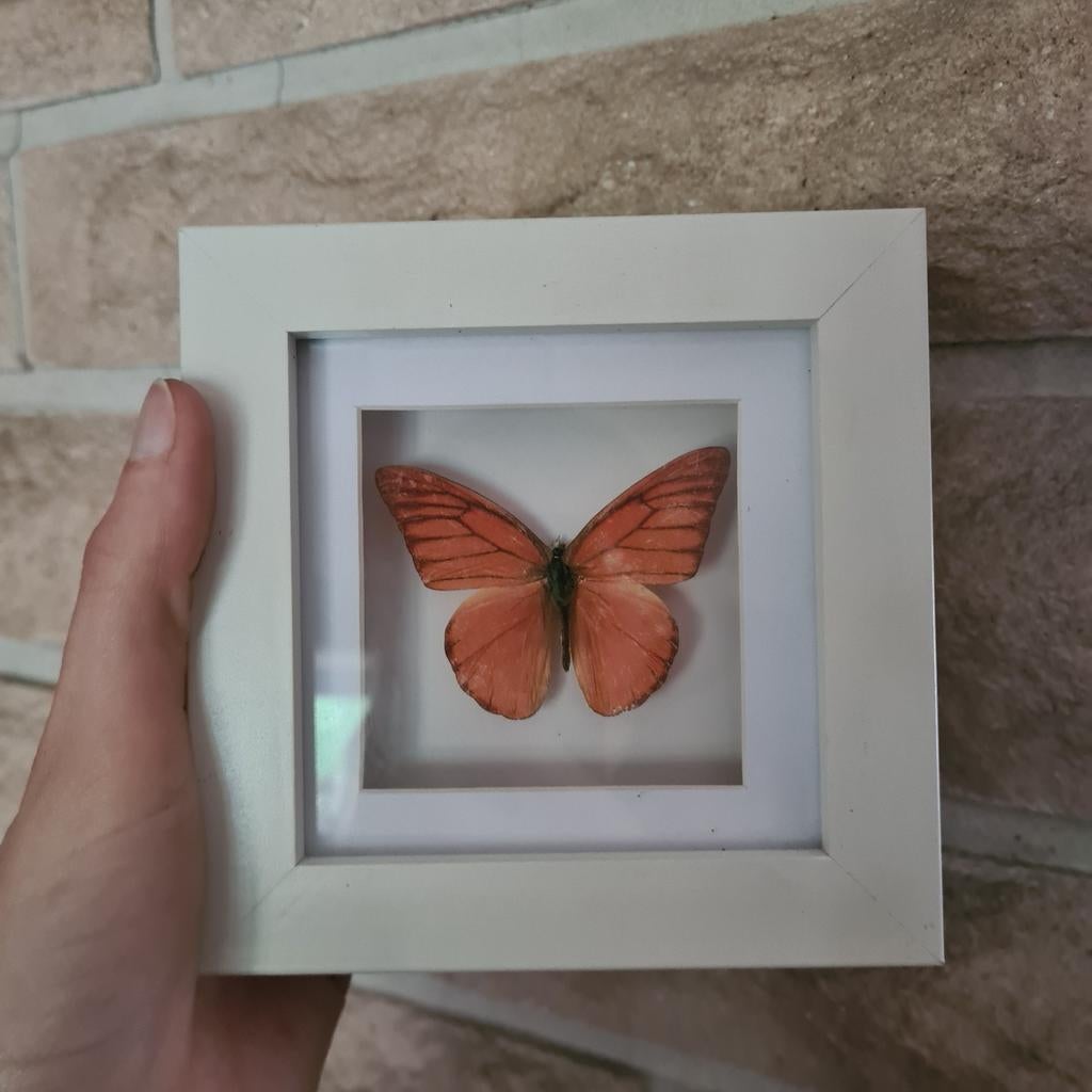 Vlinder in lijstje, Huis en Inrichting, Ophalen, Nieuw