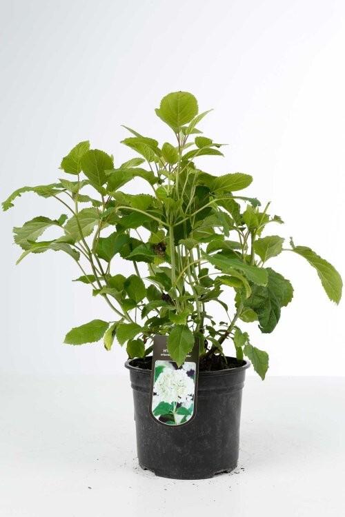 ‼️hortensia anabelle aan promoprijzen ‼️, Jardin & Terrasse, Plantes | Jardin, Enlèvement