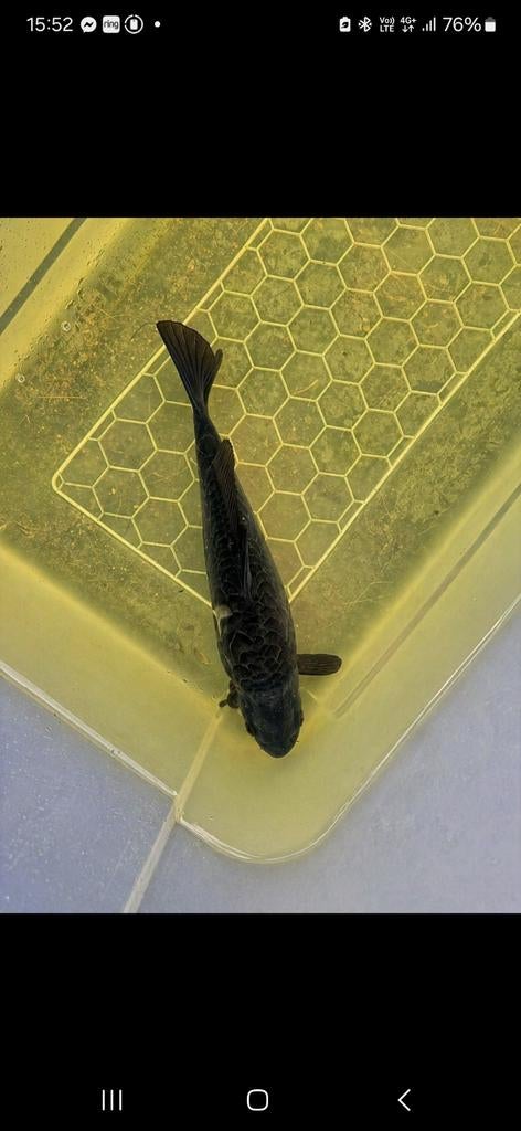 Koi karper, Dieren en Toebehoren