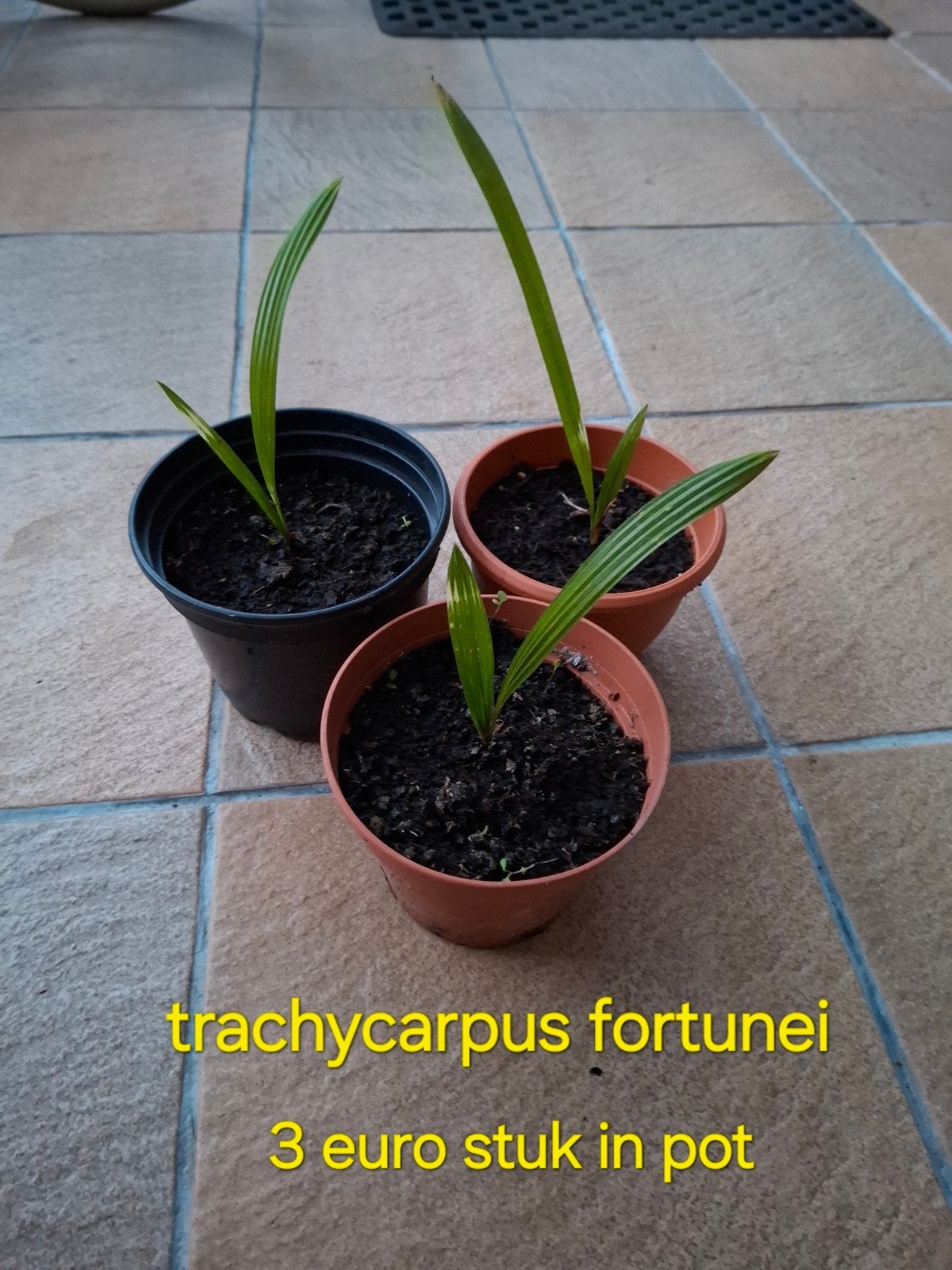 trachycarpus fortunei zelf verder te kweken, Huis en Inrichting, Ophalen