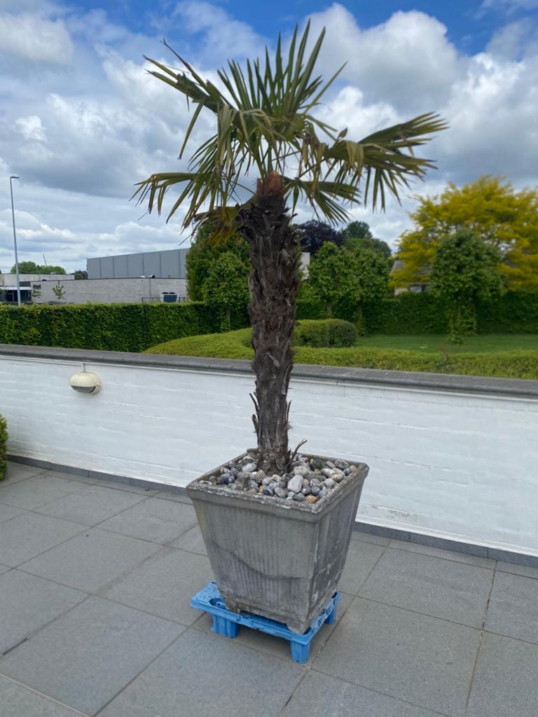 Palmboom, Tuin en Terras, Ophalen, Palmboom