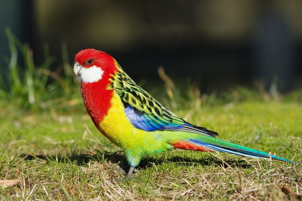 PRACHT ROSELLA ROOD EN LUTINO, Dieren en Toebehoren, Meerdere dieren, Parkiet, Geringd