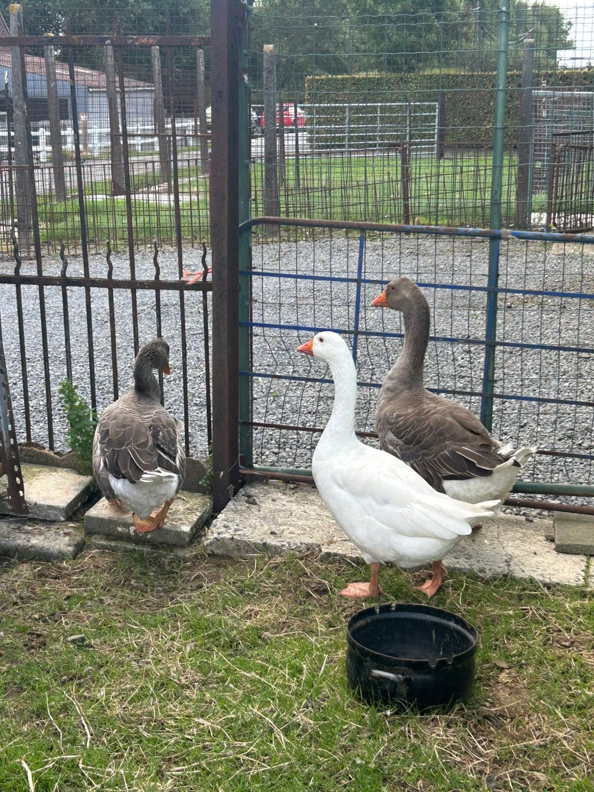 3 mooie ganzen, Animaux & Accessoires, Volatiles, Plusieurs animaux, Oie ou Cygne