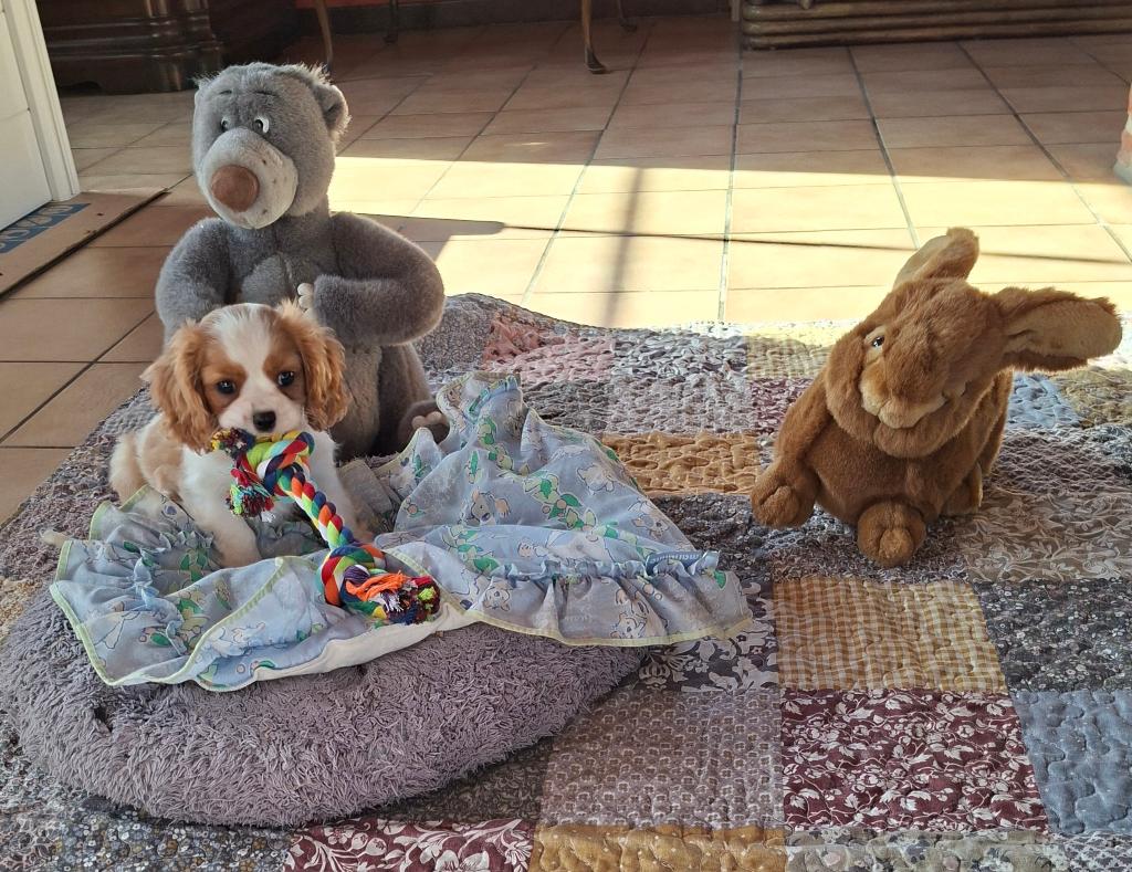 Superbes chiots Cavalier King Charles de parents testés, Chien (mâle), Belgique, Éleveur | Loisir, Un chien