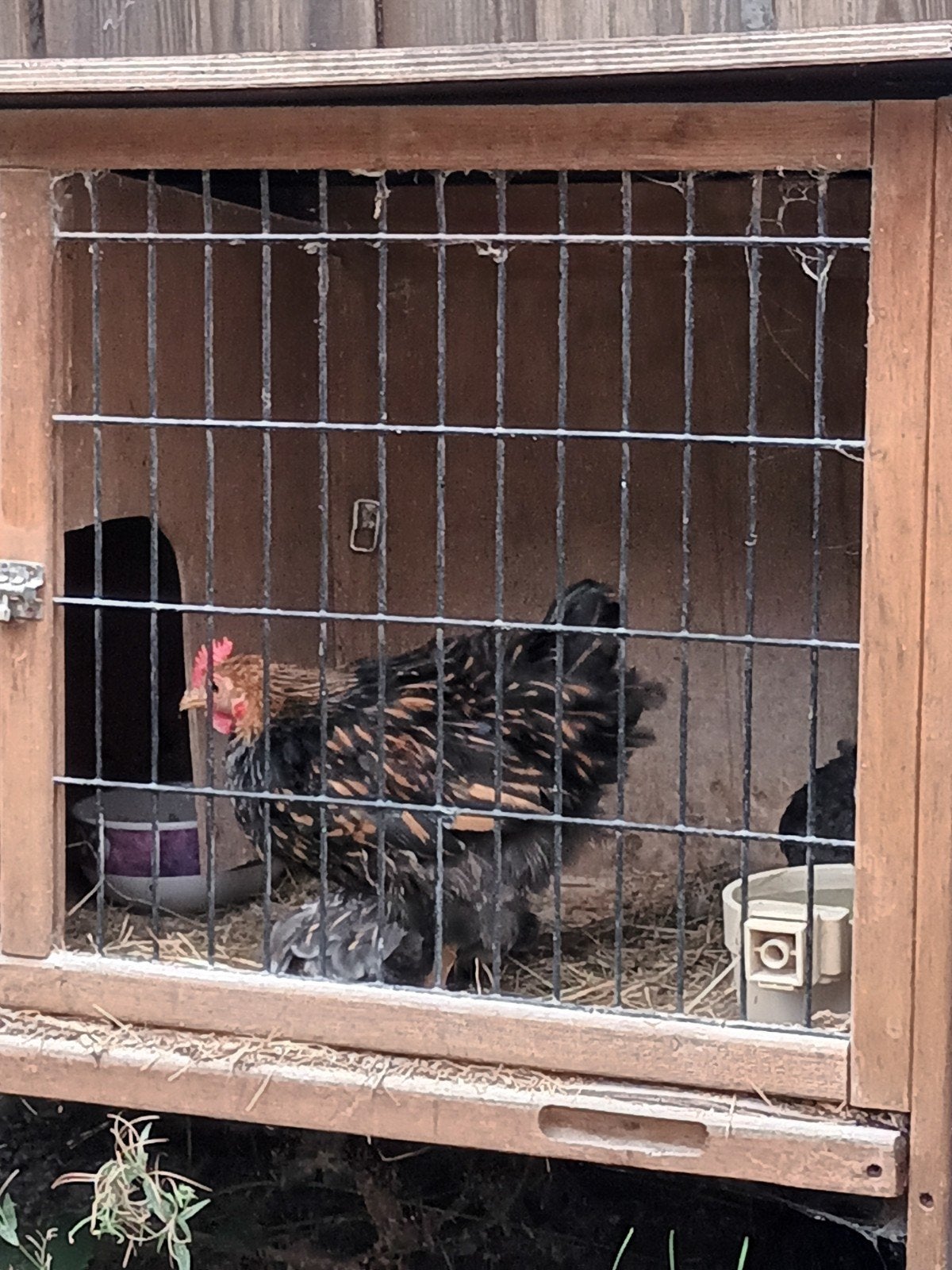 jeune coq nain de Pékin +- 3mois , A donner,  Gratuit !, Ophalen