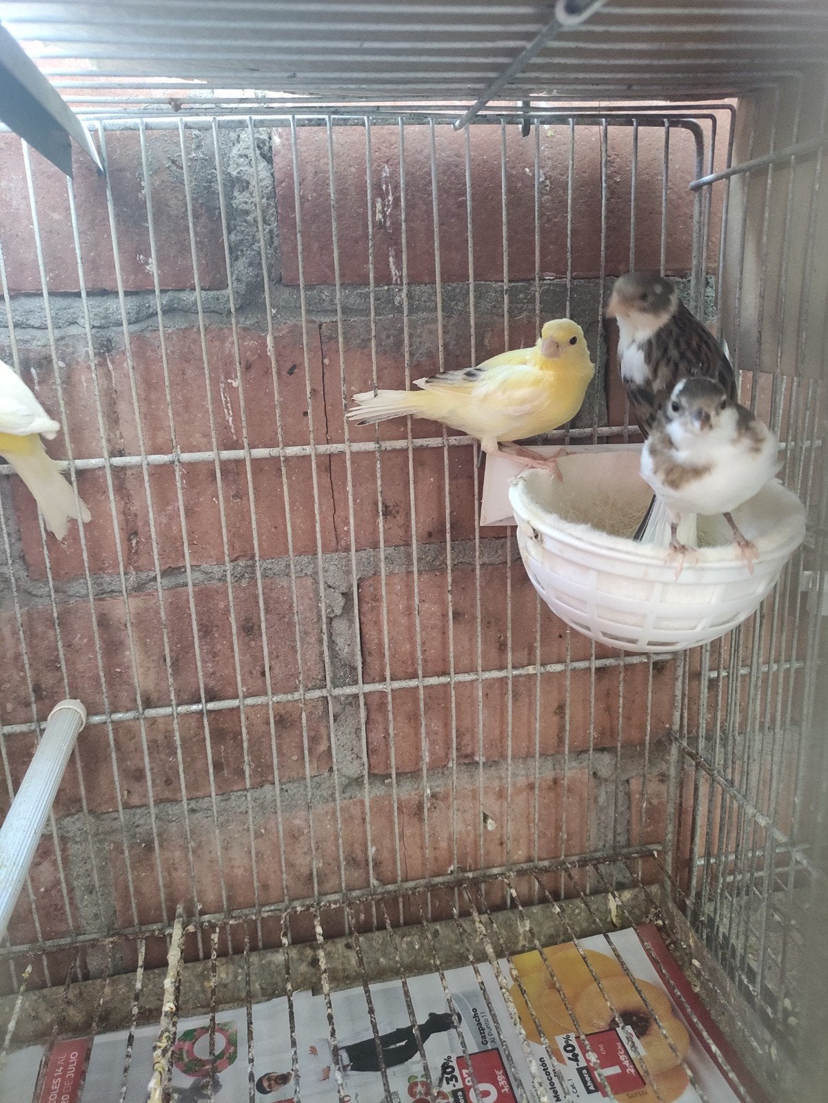 plusieurs canaris á vendre 2026, Animaux & Accessoires, Canari de couleur